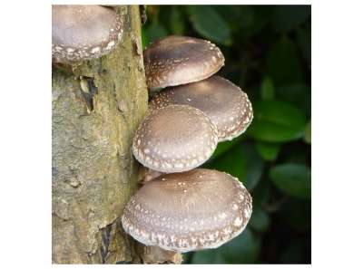 Mushroom spawn list A-Z | Shiitake-Shop