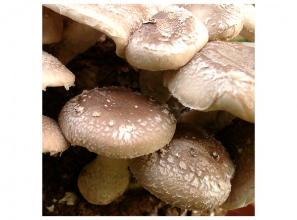 Shii-take mushroom, grain spawn 5 liter