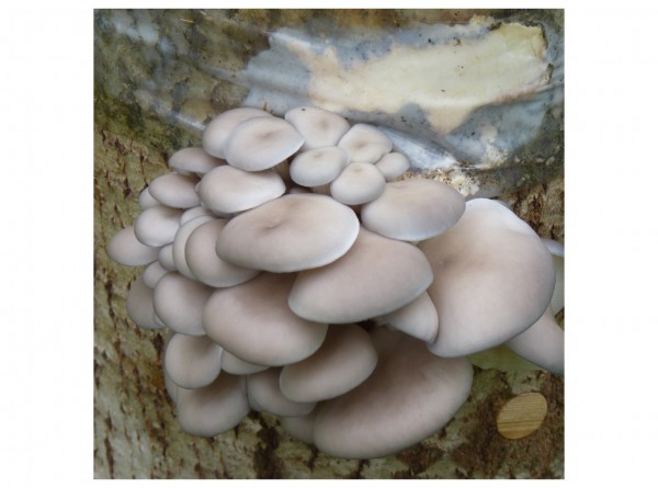 Oyster mushroom &quot;Florida&quot;, 50 inoculated plugs
