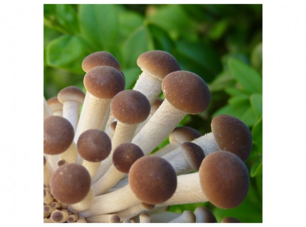 Black poplar mushroom, grain spawn 1 liter