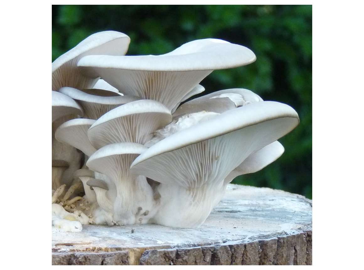 Oyster mushroom, grain spawn 20 liter Spawn for straw or compost