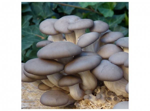 spec. offer: Blue Oyster mushroom, 50 inoculated plugs