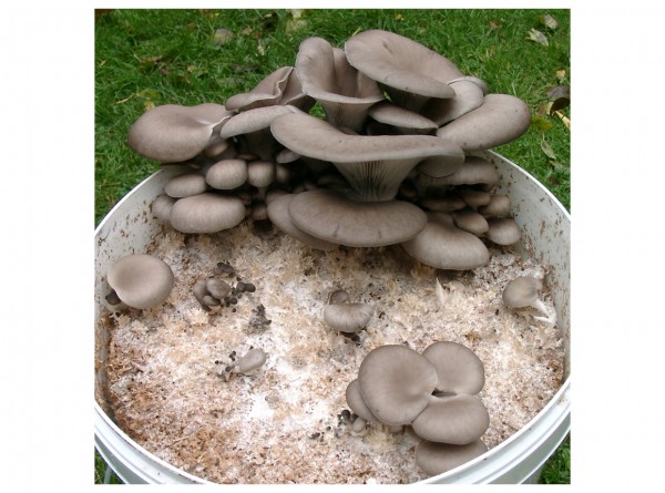 Kit: Oyster mushroom spawn + straw pellets