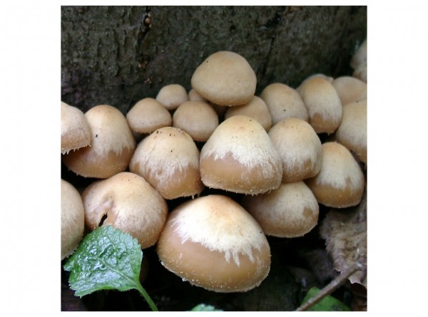 spec. offer: Changeable agaric mushroom, 50 inoculated plugs