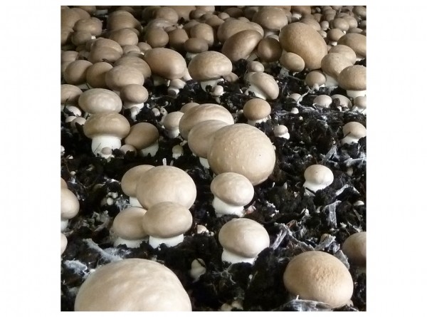 Button mushrooms (Agaricus bisporus), grain spawn, 1 liter