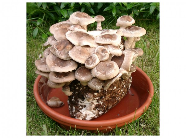 Hobby grower&#039;s kit for shiitake mushrooms