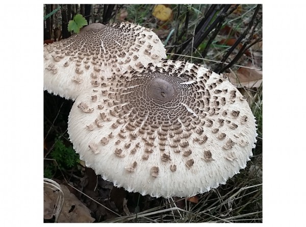 Parasol mushroom (Macrolepiota procera), grain spawn 1 liter